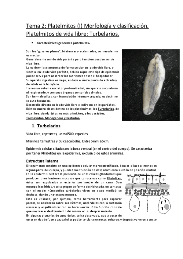 Miniatura del documento Tema-2-PLATELMITOS-I.pdf