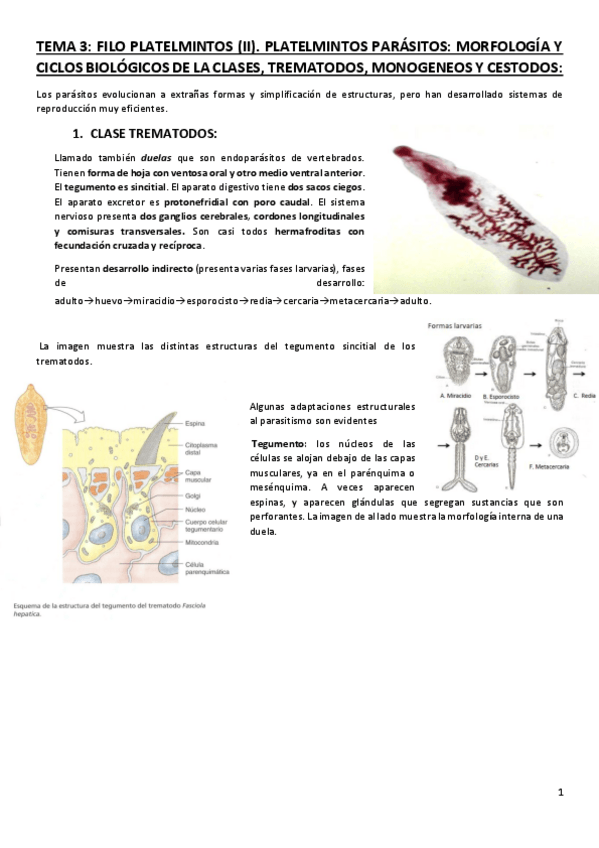 Miniatura del documento Tema-3-Platelmitos-II.pdf