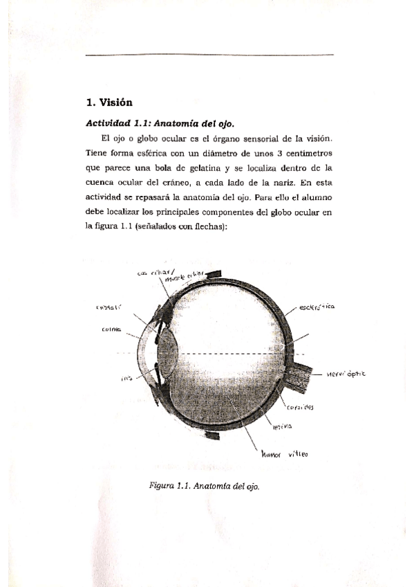 Miniatura del documento act-vision.pdf