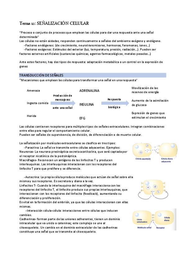 Miniatura del documento Tema-12-Senalizacion-celular.pdf