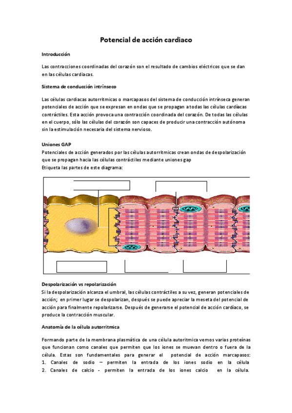 Miniatura del documento Tema-8-Potencialdeaccioncardiaco.pdf