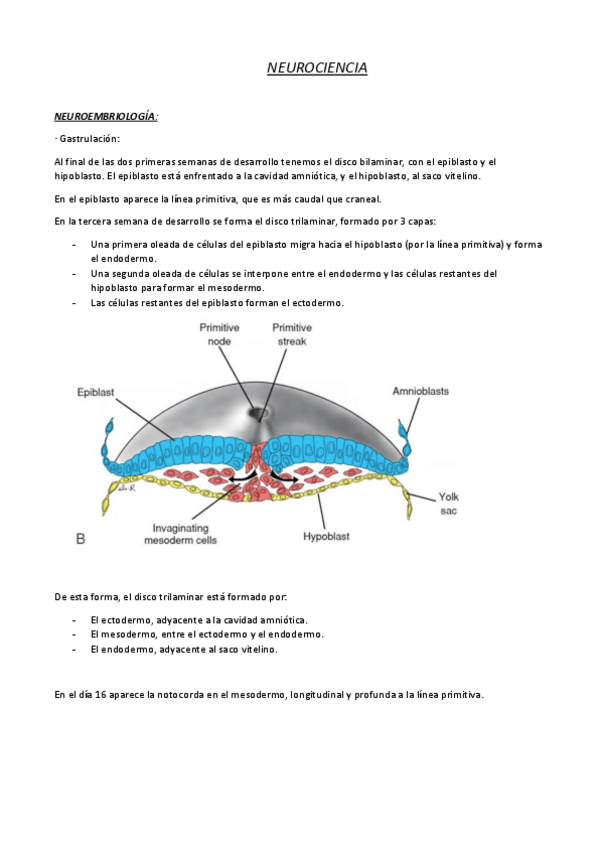 Miniatura del documento neuroanatomia-silvano.pdf