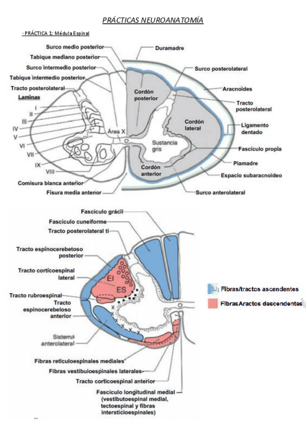 Miniatura del documento Apuntes-practicas-neuroanato.pdf