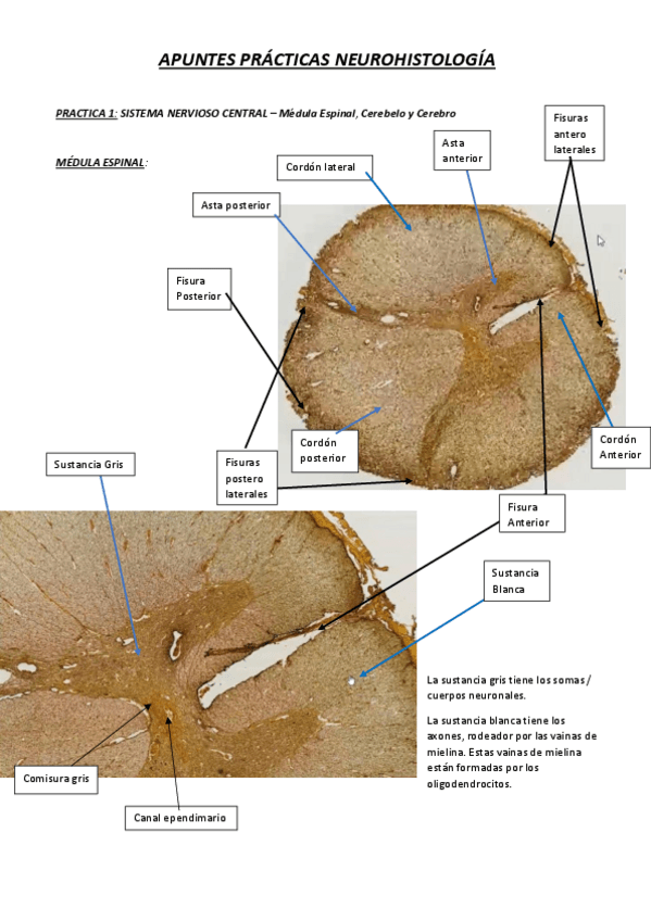Miniatura del documento apuntes-practicas-neurohistologia.pdf