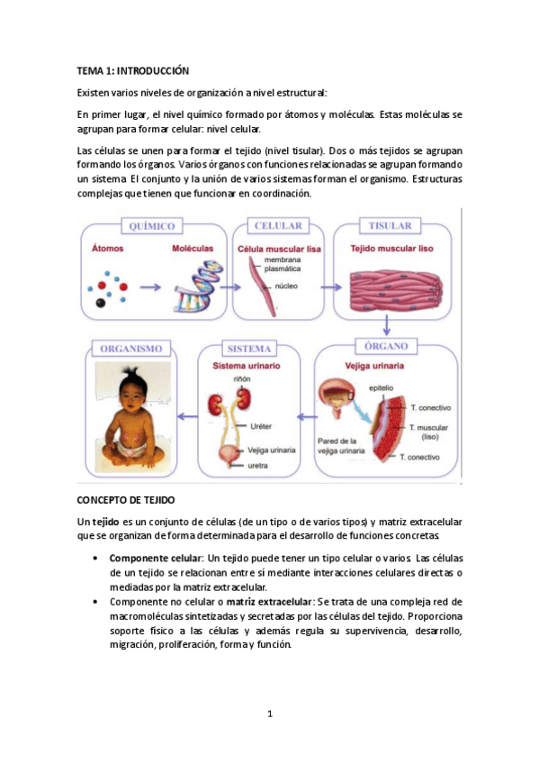 Miniatura del documento TEMA-1-INTRODUCCION.pdf