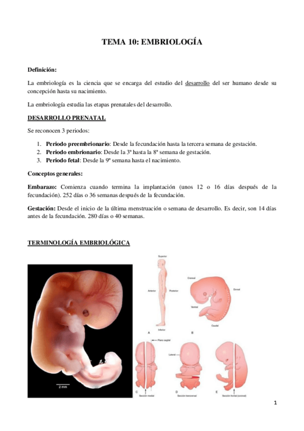 Miniatura del documento embriología.pdf