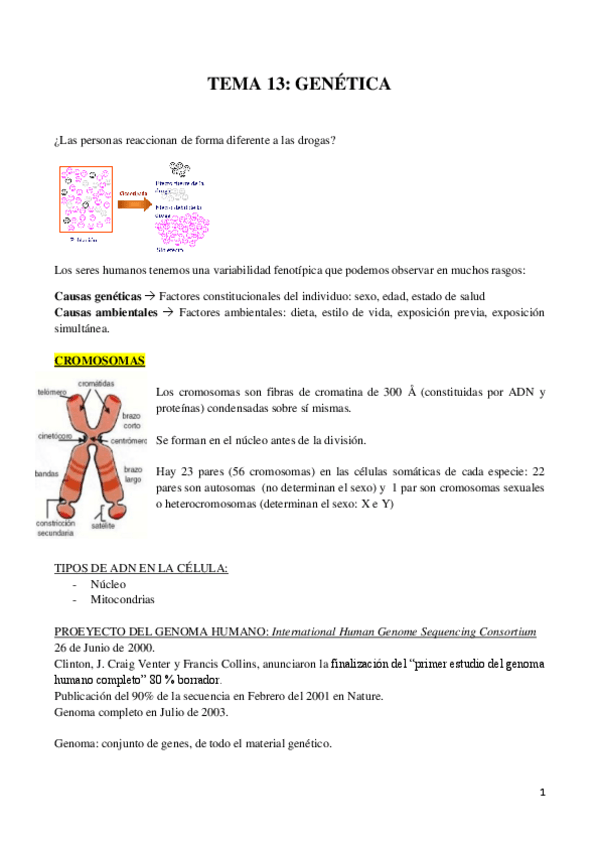 Miniatura del documento genética.pdf