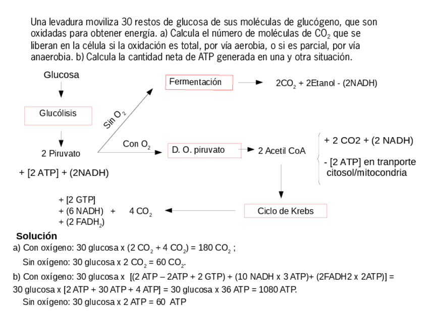 Miniatura del documento 01problemalevaduras.pdf
