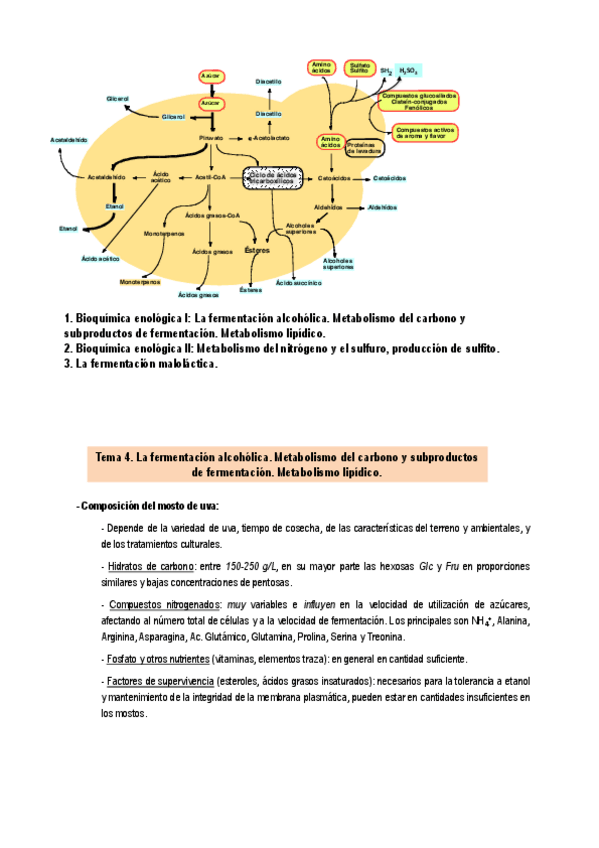 Miniatura del documento TEMA-4-FERMENTACION-ALCOHOLICA.pdf