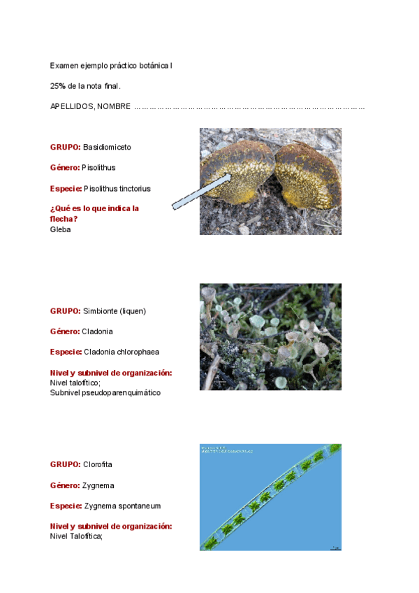 Miniatura del documento Examen-ejemplo-practico-botanica-I.pdf