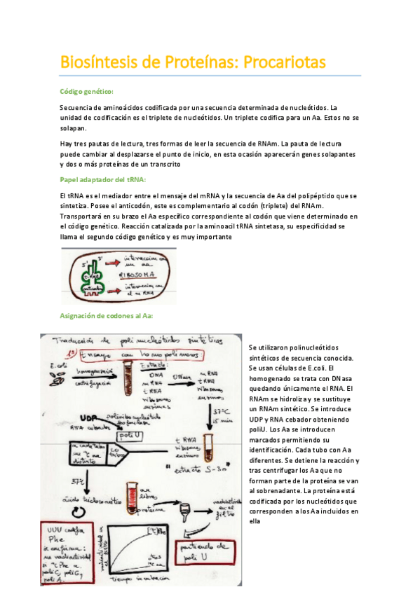 Miniatura del documento Biosíntesis de Proteínas en Procariotas.pdf