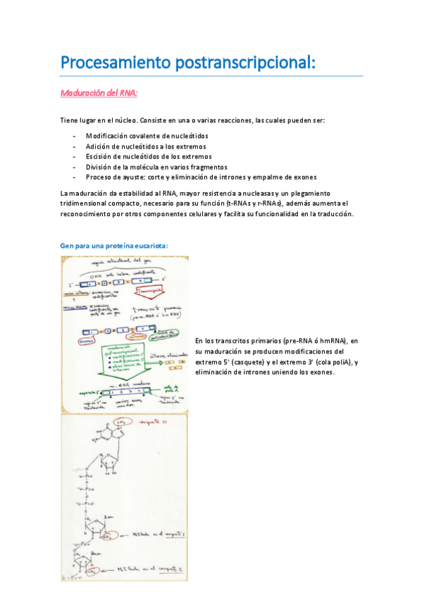 Miniatura del documento Procesamiento postranscripcional.pdf