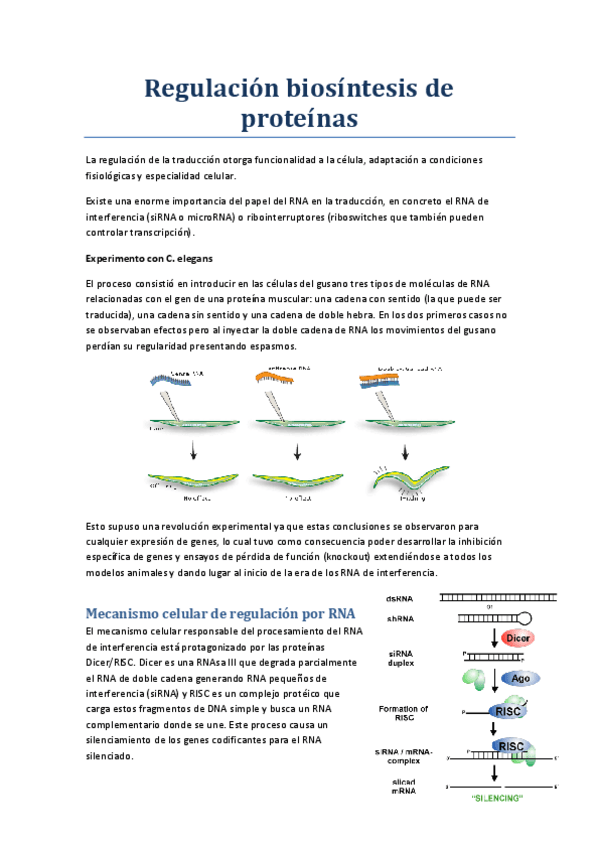 Miniatura del documento Regulación biosíntesis de proteínas.pdf