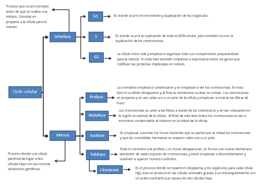 Miniatura del documento ciclo-celular.pdf