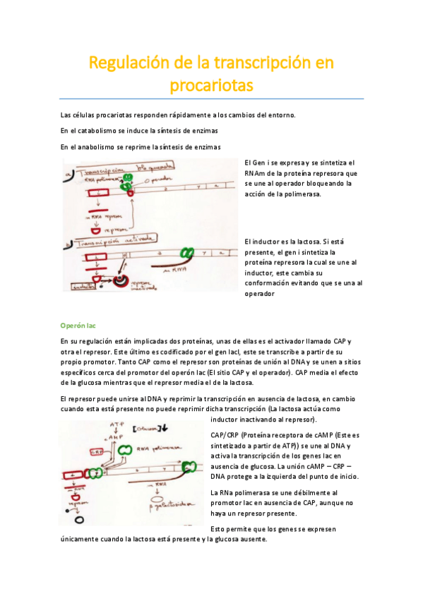 Miniatura del documento Regulación de la transcripcion en procariotas.pdf