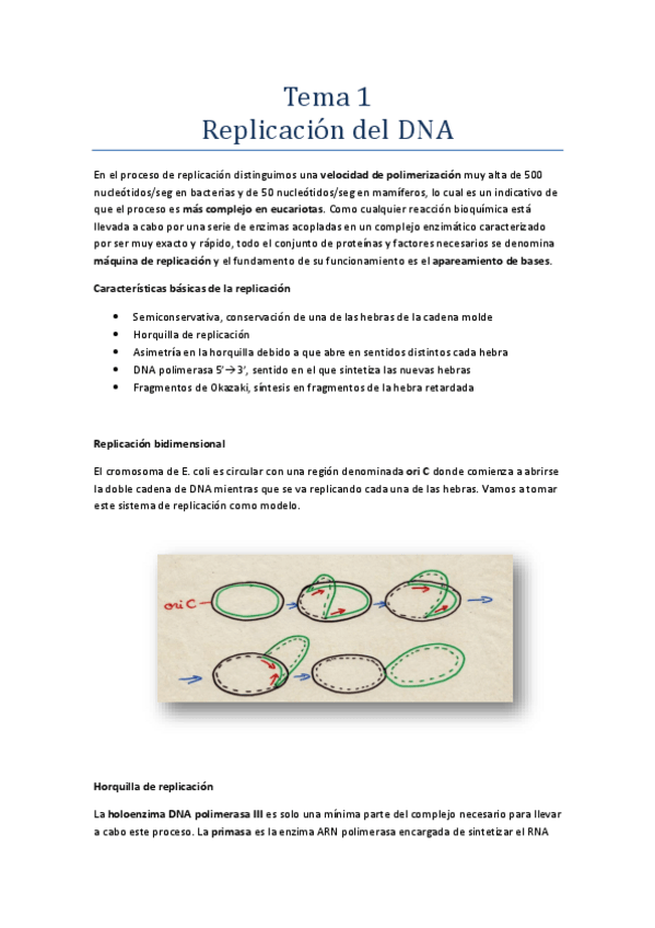 Miniatura del documento Replicación del DNA.pdf