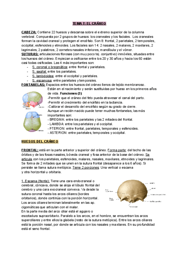 Miniatura del documento TEMA-7-ANATOMIA.pdf