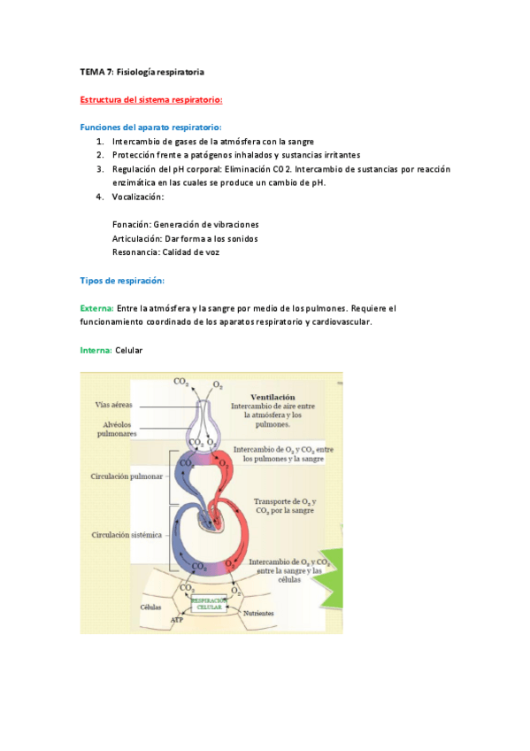 Miniatura del documento Fisiología_tema_7.pdf