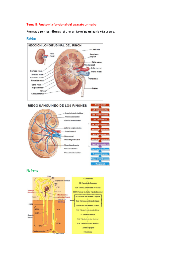 Miniatura del documento Fisiología_tema_8.pdf