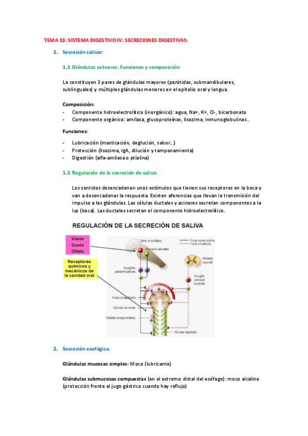 Miniatura del documento Fisiología tema 13.IV.pdf
