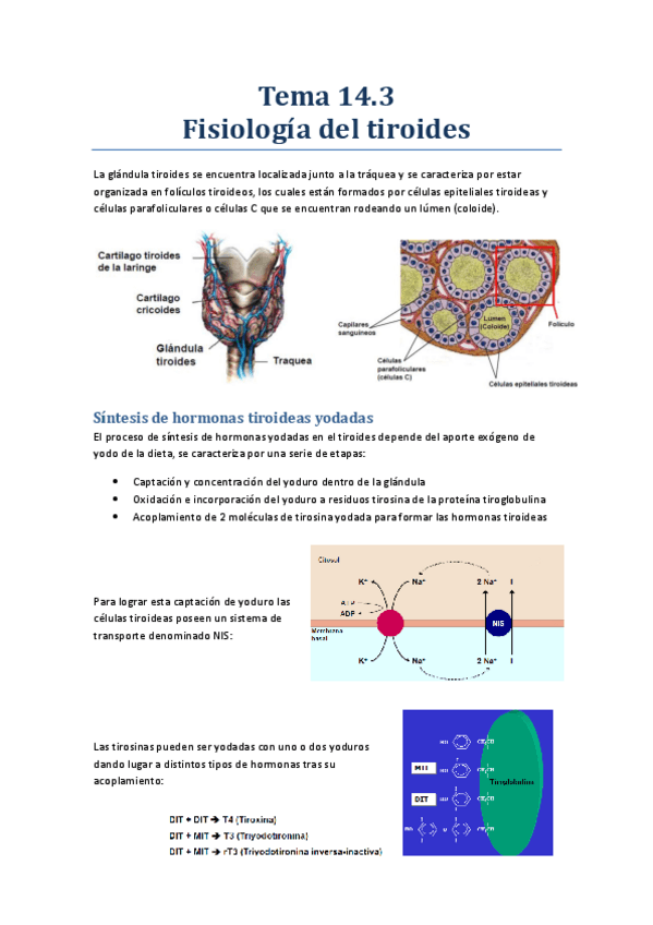 Miniatura del documento Tema 14.3 - FisiologÃ-a del tiroides.pdf