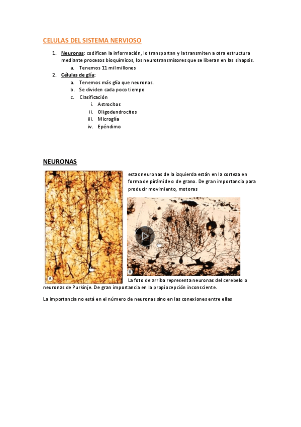 Miniatura del documento celulas-del-sistema-nervioso.pdf