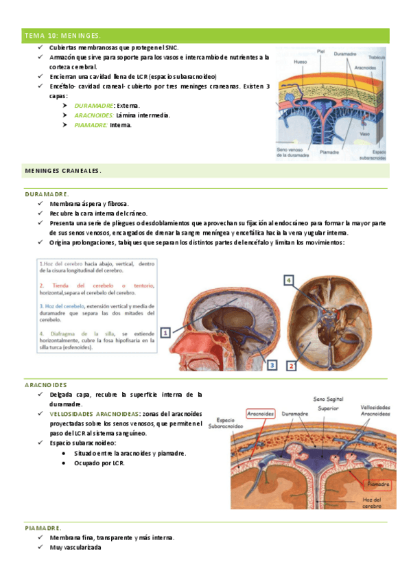 Miniatura del documento TEMA-10.pdf