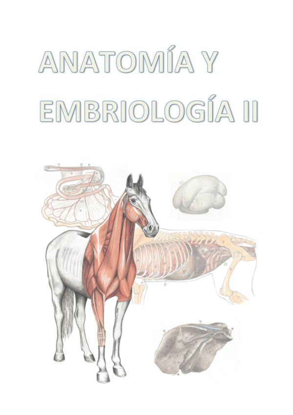 Miniatura del documento 0anatomiayembriologiaii-Bueno.pdf