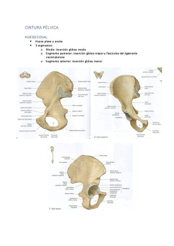 Miniatura del documento Anatomia-del-Aparato-Locomotor.pdf