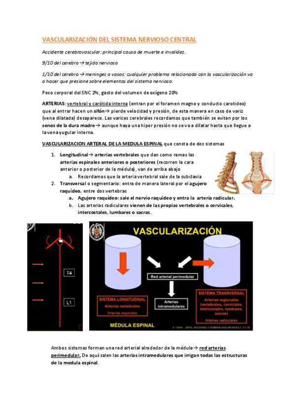 Miniatura del documento Vascularizacion.pdf