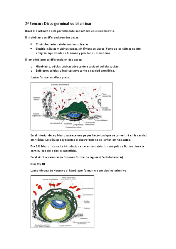 Miniatura del documento Disco germinativo bilaminar.pdf