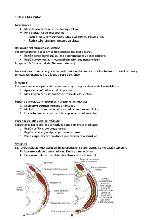 Miniatura del documento Sistema Muscular.pdf