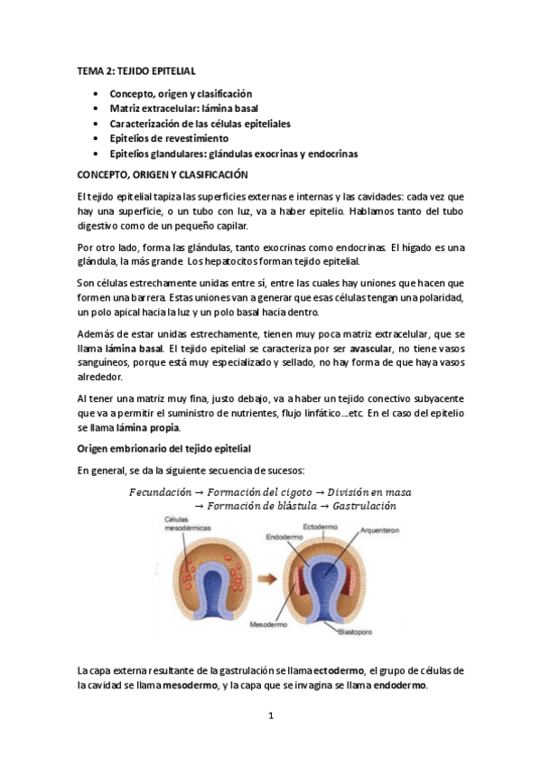Miniatura del documento TEMA-2-TEJIDO-EPITELIAL.pdf