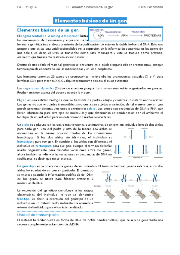 Miniatura del documento 3-Elementos-basicos-de-un-gen.pdf