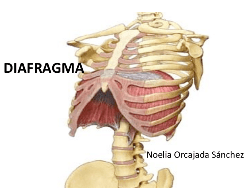 Miniatura del documento DIAFRAGMA.pdf