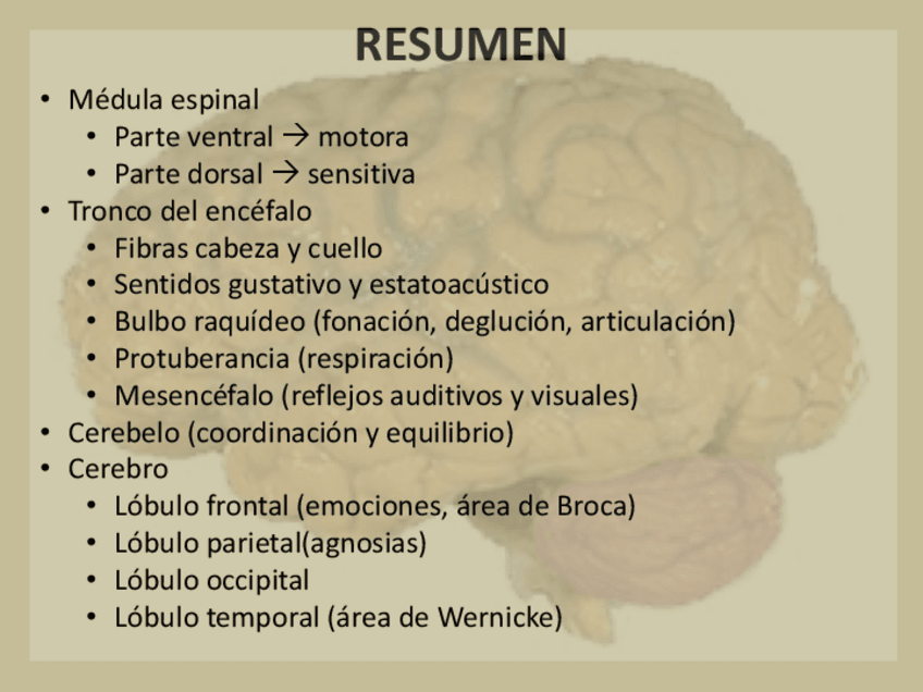 Miniatura del documento TEMA-1.pdf