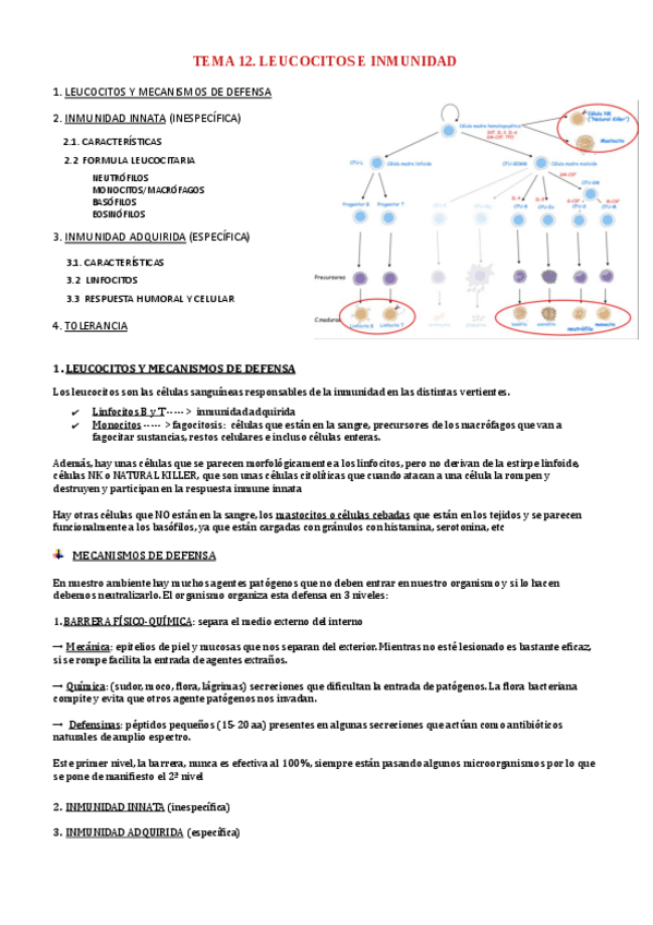 Miniatura del documento TEMA-12-LEUCOCITOS-E-INMUNIDAD.pdf