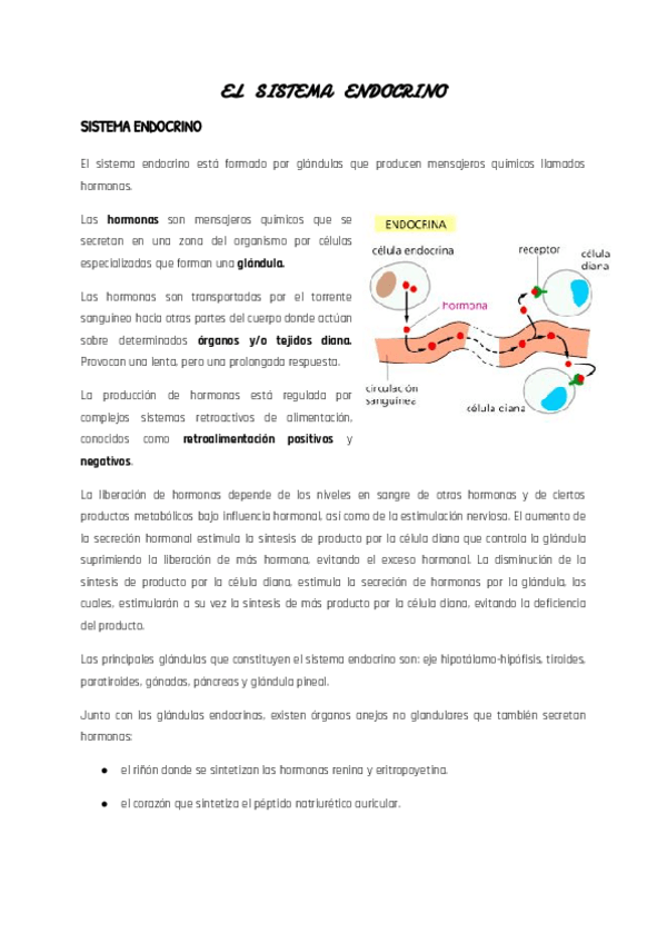 Miniatura del documento Copia-de-EL-SISTEMA-ENDOCRINO.pdf