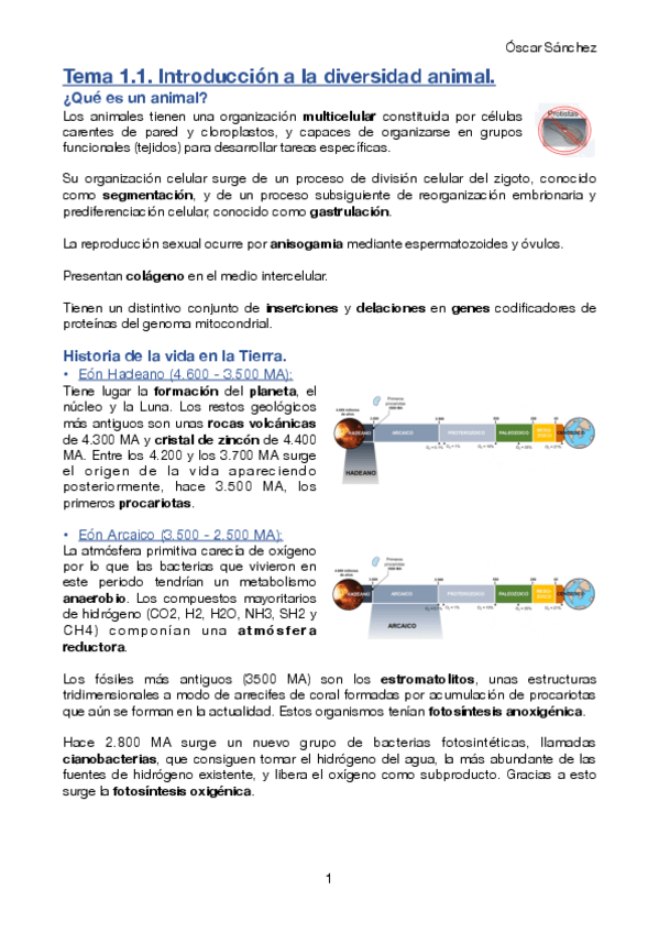 Miniatura del documento Tema 1.1. Zoología II.pdf