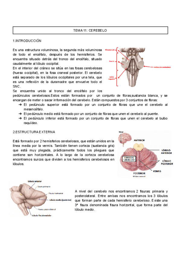 Miniatura del documento TEMA-11-ANATOMIA.pdf