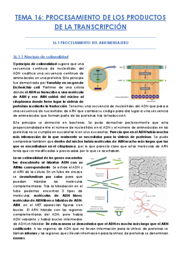 Miniatura del documento TEMA-16.pdf