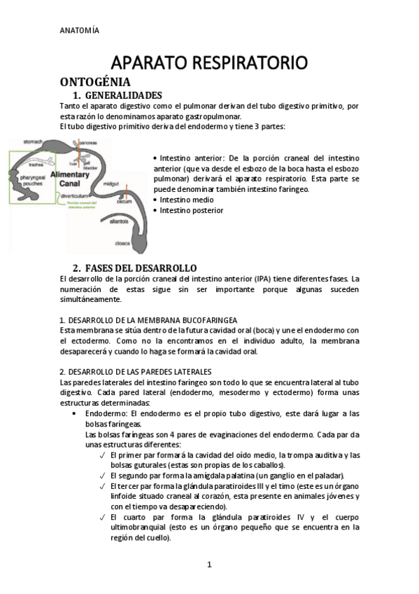 Miniatura del documento Respiratorio.pdf