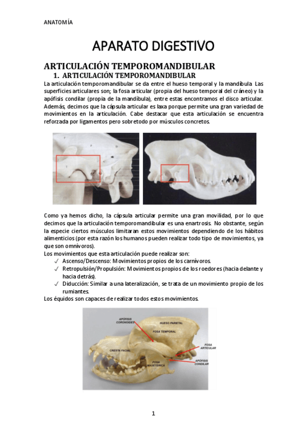 Miniatura del documento Digestivo-.pdf