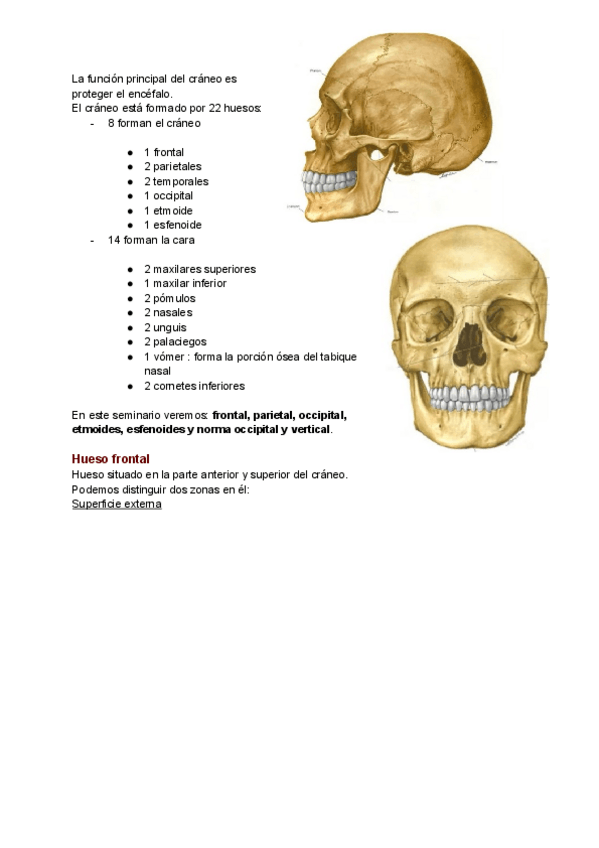Miniatura del documento Osteologia-del-craneo-y-de-la-cara-seminario-1.pdf