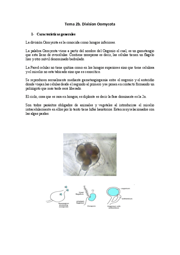 Miniatura del documento Tema-2b-Oomycota.pdf