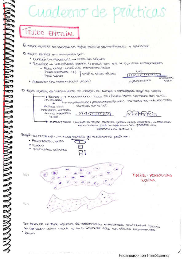 Miniatura del documento CUADERNO-PRACTICAS-HISTOLOGIA-I.pdf