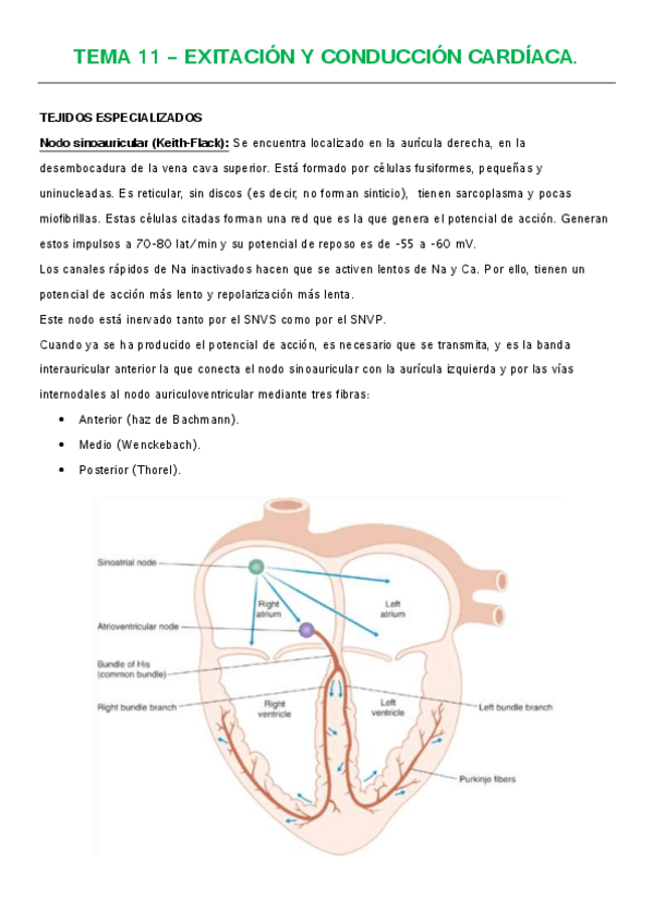 Miniatura del documento TEMA 11 - EXITACIÓN Y CONDUCCIÓN CARDÍACA.pdf