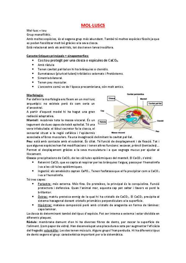 Miniatura del documento MOL·LUSCS.pdf