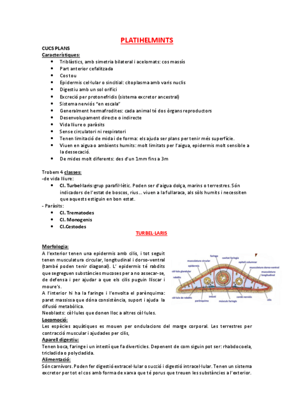 Miniatura del documento PLATIHELMINTS I ANÈL·LIDS.pdf