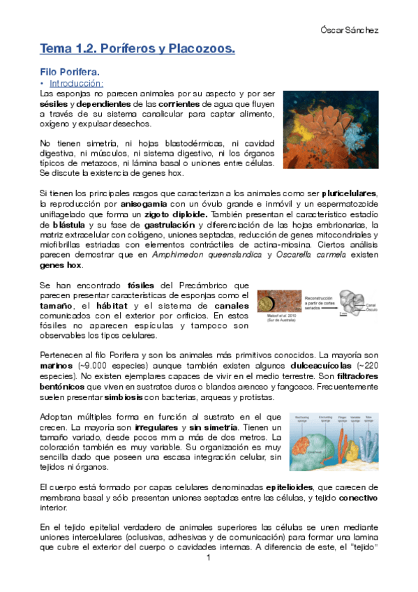 Miniatura del documento Tema 1.2. Zoología II.pdf